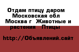 Отдам птицу даром - Московская обл., Москва г. Животные и растения » Птицы   